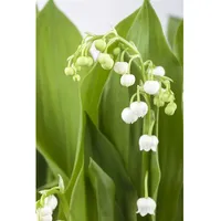 Pflanzen Für Dich Convallaria majalis, Maiglöckchen, weiß, ca. 9x9