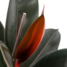 Plant in a Box - Ficus Elastica Abidjan Höhe 75-100cm - Topf 24cm