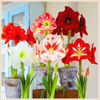 Amaryllis Zwiebeln-Winterhart MehrjäHrig,Amaryllis Pflanze,Amaryllis Kaufen,Amaryllis Zwiebel Winterhart,Zuverlässiger Verkäufer,Einfach Zu Pflanzen-1zwiebeln-a