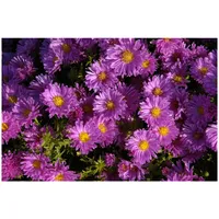 Pflanzen Für Dich Aster dumosus 'Kassel' p 0,5