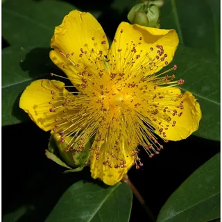 die nr-01.de Teppich Johanniskraut Rose von Sharon - Hypericum calycinum