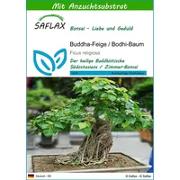 SAFLAX - Bonsai - - Ficus religiosa