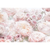 KOMAR Fototapete Spring Roses 368 x 254 cm