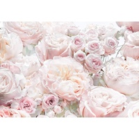 KOMAR Fototapete Spring Roses 368 x 254 cm,