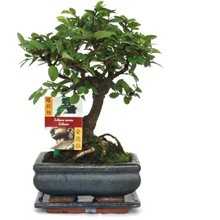 EXOTENHERZ Bonsai Chinesische Ulme Ulmus parviflora ca. 6 Jahre Kugelform