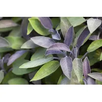 Pflanzen Für Dich Salvia officinalis 'Berggarten' p 0,5