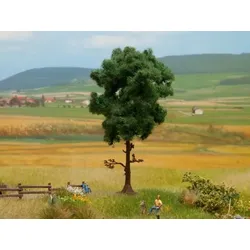 NOCH Kiefer, Grün