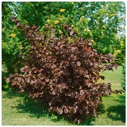 Corylus maxima 'Purpurea', Purpur-Hasel, 60–100 cm
