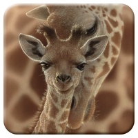 3D LiveLife Kork Matte - Neugeborenes von Deluxebase. Linsenförmige-3D-Kork Giraffe Untersetzer. rutschfeste Getränkematte mit Originalkunstwerk lizenziert vom bekannt Künstler Collin Bogle