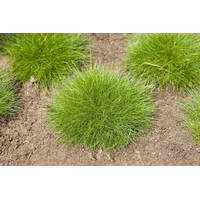 Pflanzen Für Dich Festuca Gautieri Teddybär Bärenfellgras 2 Liter