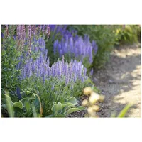 Pflanzen Für Dich Salvia nemorosa 'Amethyst', Steppensalbei, ca. 9x9