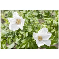 Pflanzen-für-dich.de Rosa rugosa 'Alba' Kartoffelrose, weiß, 40–60 cm