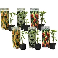 Plant in a Box - Engelstrompete - 6 Stk