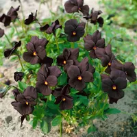Pflanzen Für Dich Viola cornuta 'Molly Sanderson', Hornveilchen, ca.