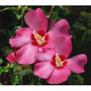 Dehner Hibiskus Silke, - Garten-Eibisch, Rosa, Lila
