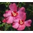 Dehner Hibiskus Silke, - Garten-Eibisch, Rosa, Lila
