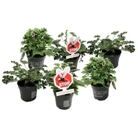 Plant in a Box - Anti-Moskito-Pflanze - 6 Stk