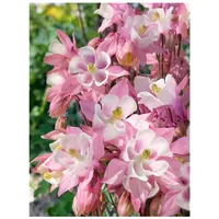 Pflanzen Für Dich Aquilegia caerulea 'Biedermeier', Akelei, bunt, ca.