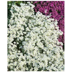 Cerastium tomentosum 'Silberteppich', Hornkraut, silbrig, ca. 9x9 cm Topf