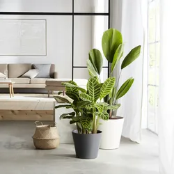 Scheurich Purista 40, Blumentopf / Pflanzkübel, rund, Farbe: Nero, hergestellt mit recyceltem Kunststoff, 8 Jahre Garantie, für den Innenbereich