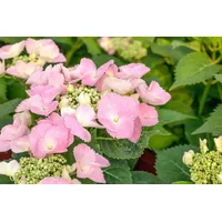 Pflanzen-für-dich.de Hydrangea mac. 'Frisbee® Pink' 50-60 cm