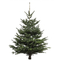Echter Weihnachtsbaum Nordmanntanne, Höhe ca. 100 - 120 cm, Premiumqualität, ...