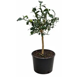 Blumen-Senf Yuzu Pflanze Citrus x junos) 70-100 cm winterhart bis -12°C veredelt frostharte japanische Zitrone Zitruspflanze Garten Balkon
