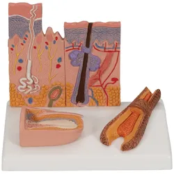 Hautschnitt Modell - 3B Smart Anatomy