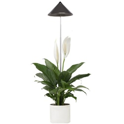 PARUS Pflanzenlampe Indoor plants, Leuchtmittel für Pflanzen, Teleskopstab 1m, SUNLiTE Pflanzenlampe 7W Grau
