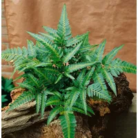 Pflanzen Für Dich Polystichum acrostichoides, Weihnachtsfarn, ca. 9x9 cm
