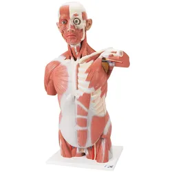 Lebensgroßer Muskel-Torso, 27-teilig - 3B Smart Anatomy