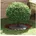 Flache Baumringe 5 pcs x