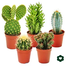 EXOTENHERZ 5 verschiedene Kakteen im Set 5,5cm Topf