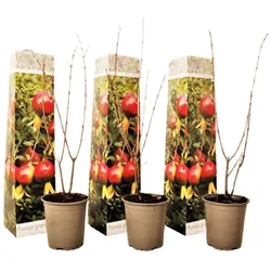 Plant in a Box - Granatapfelbaum - 3 Stk - Punica granatum - Höhe 25-40cm - Topf 9cm