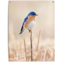 Poster REINDERS "Blauer Vogel", blau (farbe bild(er): blau), B:60cm H:80cm T:0,1cm, Leinwand, Bilder, Outdoor für Garten oder Balkon
