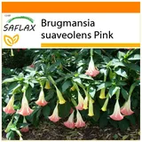 Saflax - Garden in the Bag - Pink - 10 Samen - Mit Anzuchtsubstrat im praktischen, selbst aufstellenden Beutel - Brugmansia suaveolens Pink