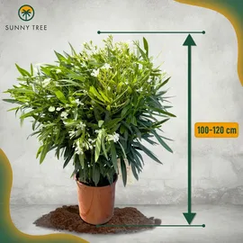 sunny-tree Sunny Tree - Pflanze - Oleander - Nerium Oleander - Farbe Weiß 100-120 cm - für draußen Immergrün im Winter Mediterrane Pflanze