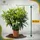 sunny-tree Sunny Tree - Pflanze - Oleander - Nerium Oleander - Farbe Weiß 100-120 cm - für draußen Immergrün im Winter Mediterrane Pflanze