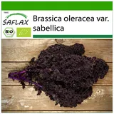 Saflax - BIO - Grünkohl - Roter Krauser - 50 Samen - Mit keimfreiem Anzuchtsubstrat - Brassica oleracea