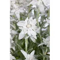Pflanzen Für Dich Leontopodium alpinum Alpina White