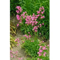 Pflanzen Für Dich Lychnis viscaria Feuer Pechnelke, leuchtend rot,