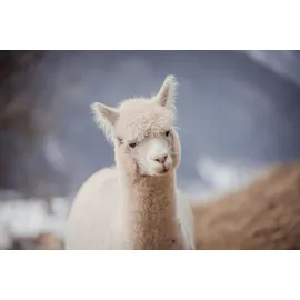 Garanta Nobilis Alpaka Extra-Leicht-Steppbett Größe 135x200cm Stärke Extra-Leicht-Steppbett