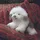 Folkmanis® Puppets Bobtail