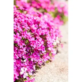PlantaPro Phlox douglasii 'Crackerjack' 9x9 cm Topf – Winterhart, Mehrjährig, Pflegeleicht – Teppich-Phlox – Bodendecker für Steingarten & Beetrand