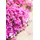 PlantaPro Phlox douglasii 'Crackerjack' 9x9 cm Topf – Winterhart, Mehrjährig, Pflegeleicht – Teppich-Phlox – Bodendecker für Steingarten & Beetrand