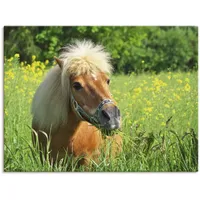 ARTland Wandbild »Shetland Pony«, Haustiere, (1 St.), als Leinwandbild,