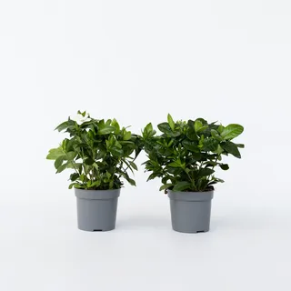 Plant in a Box - Gardenien - 4 Stk - Gardenia jasminoides - Höhe 20-30cm - Topf 13cm