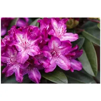 Pflanzen Für Dich Rhododendron Hybr. 'Anatevka', rosa Blüten, 60–70