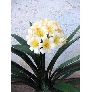 Real clivia Birnen, Clivia Pflanze, Bonsai Blumenzwiebeln, (Nicht clivia Seeds), Stauden Blumen Topfpflanze Bulbous Root - 20 PC 11