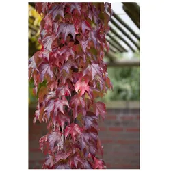 Parthenocissus tricuspidata 'Veitchii Robusta', Kletterpflanze, 60–100 cm